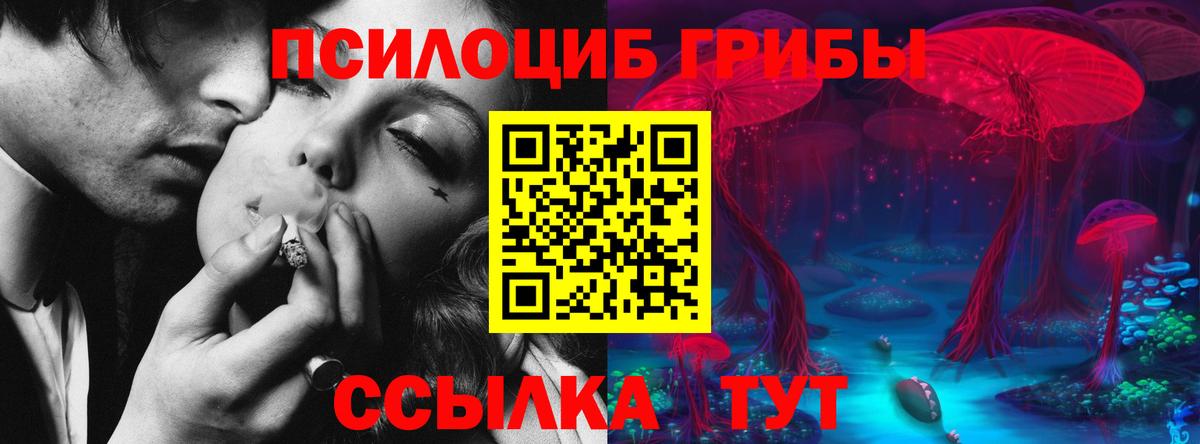 Галлюциногенные грибы Psilocybine cubensis Копейск